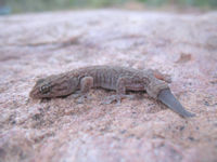 Another stowaway gecko in the woodpile,